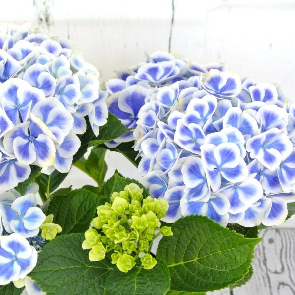 あじさい ババリア 紫陽花 アジサイ 大人気品種 【5号鉢 あじさい ババリア 紫陽花 アジサイ 大人気品種 【5号鉢