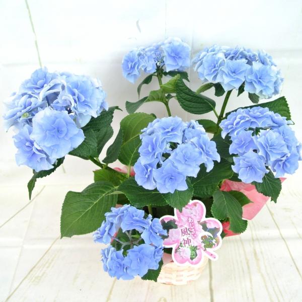 アジサイ 風神 淡いブルー系 5号鉢 希少品種 新品種 あじさい 紫陽花 ハイドランジア 送料無料 ラッピング無料 Buyee Buyee 提供一站式最全面最專業現地yahoo Japan拍賣代bid代拍代購服務 Bot Online