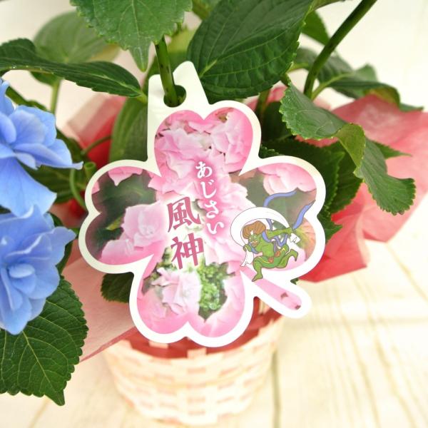アジサイ 風神 淡いブルー系 5号鉢 希少品種 新品種 あじさい 紫陽花