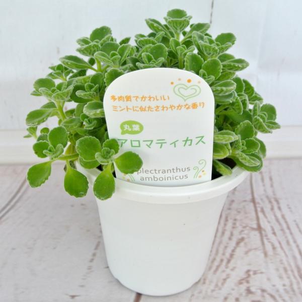 アロマティカス プレクトランサス属 4号鉢 ミントのいい香り Buyee Buyee Japanese Proxy Service Buy From Japan Bot Online