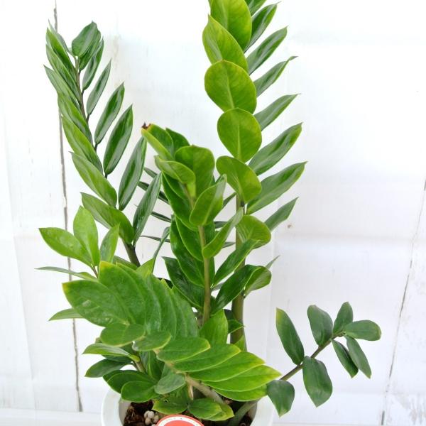 ザミオクルカス ザミフォーリア 金銭樹 観葉植物 7号鉢 お祝 ギフト お金が儲かるという縁起の良い植物 Buyee Buyee Japanese Proxy Service Buy From Japan Bot Online