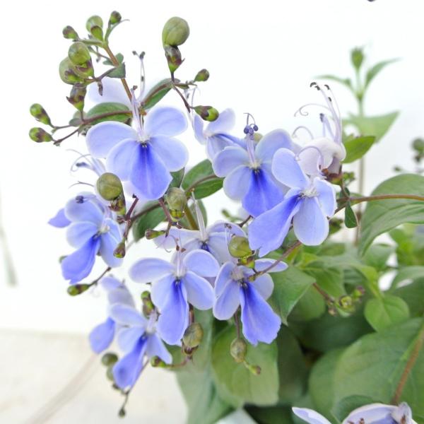 クレロデンドルム ブルーウィング 4号鉢 涼しげなブルー 青い蝶 Rosefactory Net 通販 Yahoo ショッピング