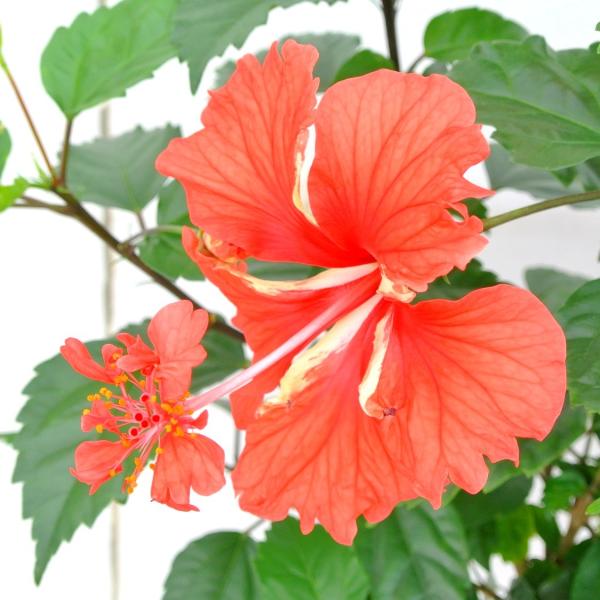 ハイビスカス フラミンゴ 2段咲き 赤 レッド 5号鉢 スタンド仕立て 豪華 送料無料 Buyee Buyee Japanese Proxy Service Buy From Japan Bot Online