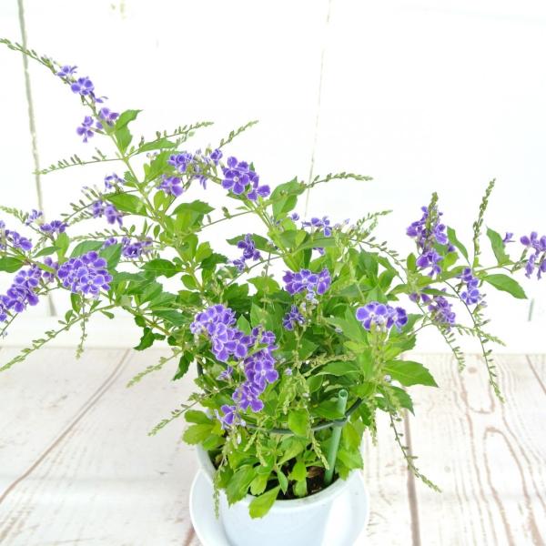 デュランタ タカラヅカ 4号鉢 タイワンレンギョウ ハリマツリ 夏に涼しげなブルーのお花がきれい Rosefactory Net 通販 Yahoo ショッピング