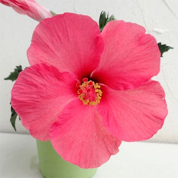 ハイビスカス アマン ピンク系 3号ポット苗 希少品種 Rosefactory Net 通販 Yahoo ショッピング