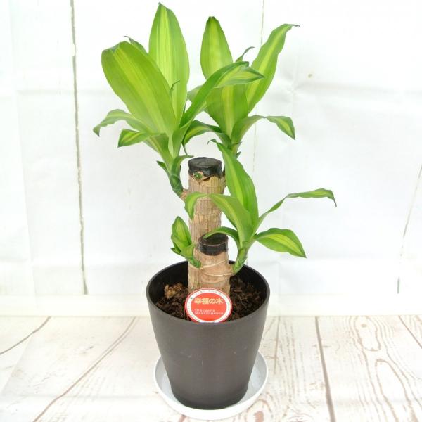 観葉植物 ドラセナ マッサン マッサンゲアナ 幸福の木 5号鉢 Rosefactory Net 通販 Yahoo ショッピング