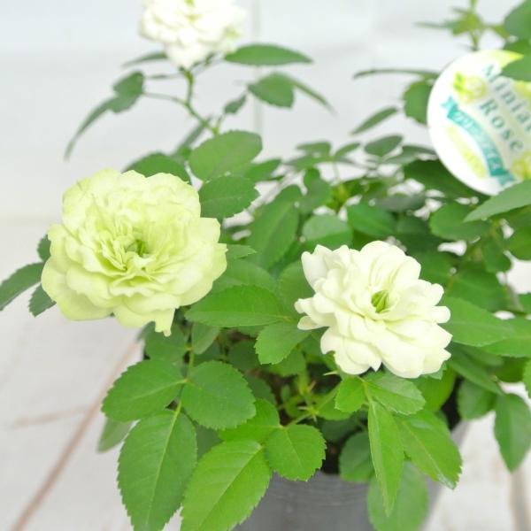 ミニバラ グリーンアイス 3 5号ポット苗 四季咲き 白から淡いグリーンにかわるバラ 大人気品種 Buyee Buyee 提供一站式最全面最專業現地yahoo Japan拍賣代bid代拍代購服務 Bot Online