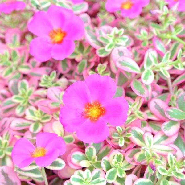 ポーチュラカ ピンク 斑入り 3号ポット苗 多肉植物 希少品種 レア品種 乾燥に強い Buyee Buyee Japanese Proxy Service Buy From Japan Bot Online