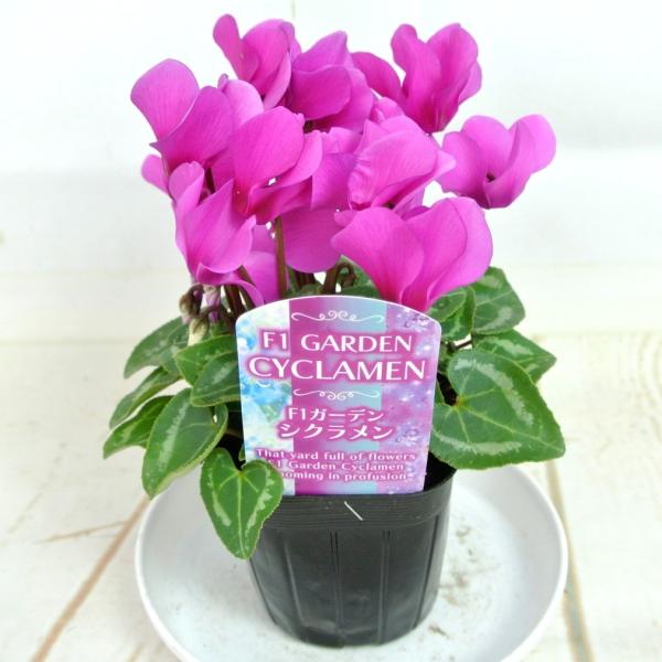 ガーデンシクラメン ワインピンク 3号ポット苗 寒さに強い 冬の寄せ植え カガリビバナ ブタノマンジュウ Buyee Buyee 日本の通販商品 オークションの代理入札 代理購入