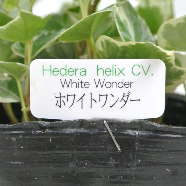 アイビー ヘデラ ホワイトワンダー 3号ポット苗 寒さ 暑さに強い 丈夫 つる性 寄せ植え 観葉植物 Buyee Buyee 提供一站式最全面最專業現地yahoo Japan拍賣代bid代拍代購服務 Bot Online