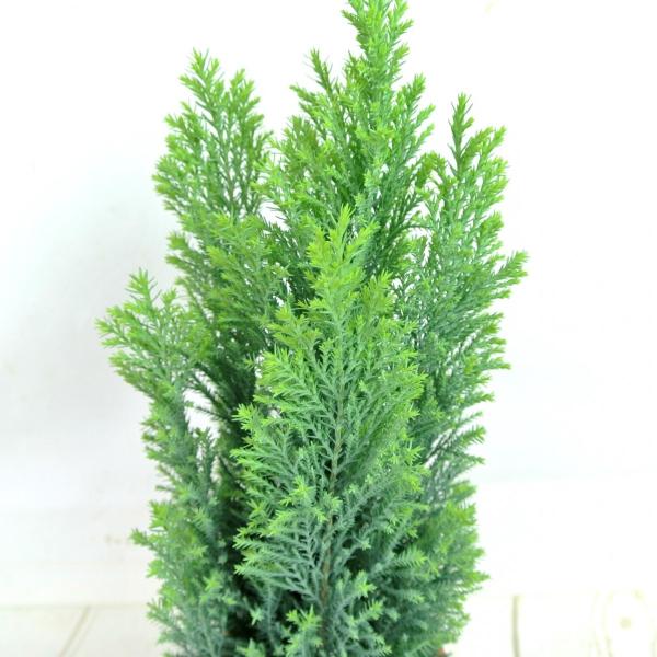 コニファー エンパイヤ 4号鉢 針葉樹 寄せ植え シンボルツリー Buyee Buyee Japanese Proxy Service Buy From Japan Bot Online