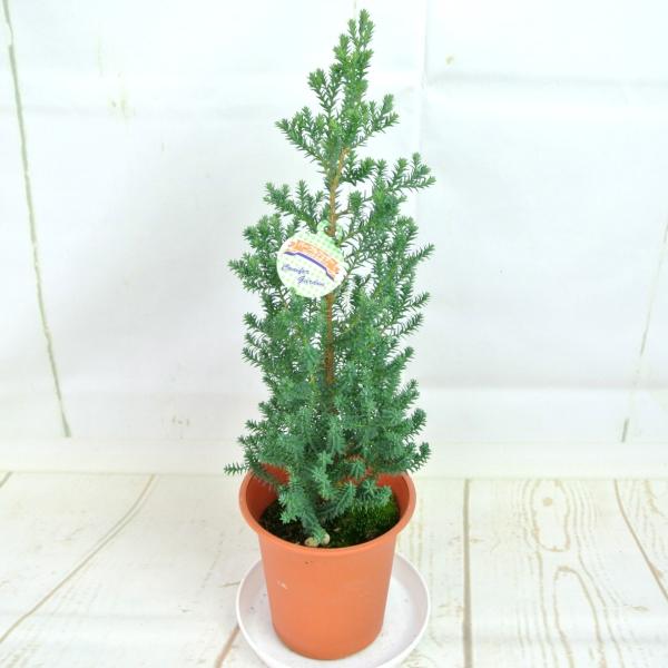 rose-factory_17102007