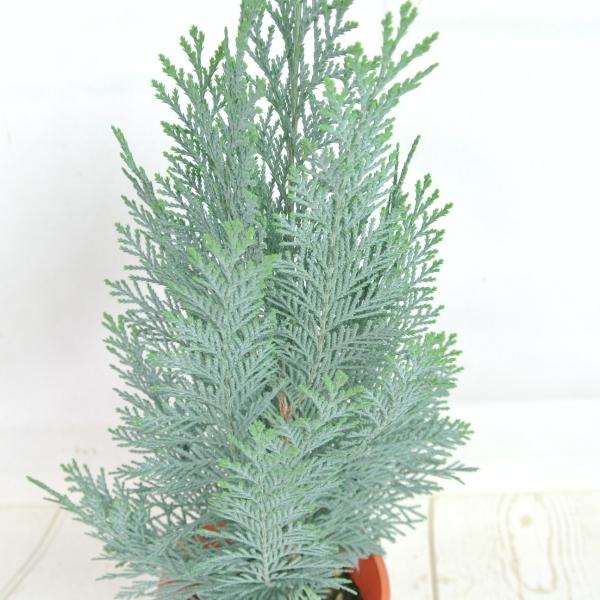 コニファー コルムナリス レッドスター 4号鉢 針葉樹 寄せ植え シンボルツリー Buyee Buyee Jasa Perwakilan Pembelian Barang Online Di Jepang