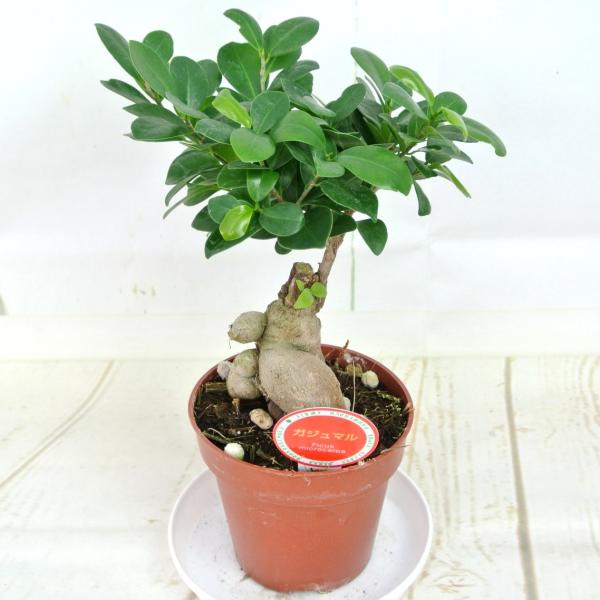 ガジュマル 4号プラ鉢 大人気 観葉植物 おしゃれ Buyee Servicio De Proxy Japones Buyee Compra En Japon