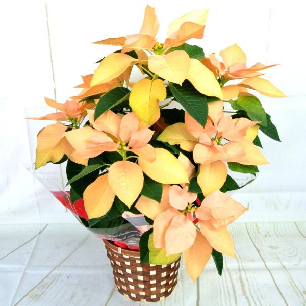 rose-factory_17111001