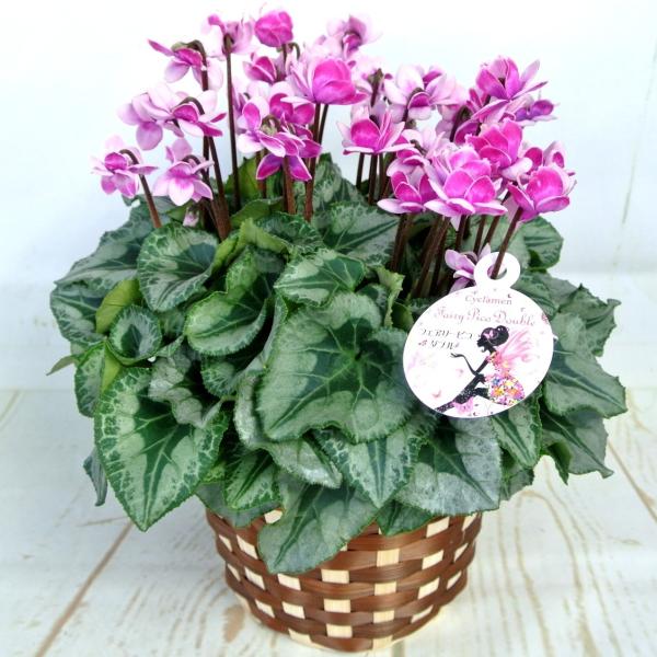 rose-factory_17112702