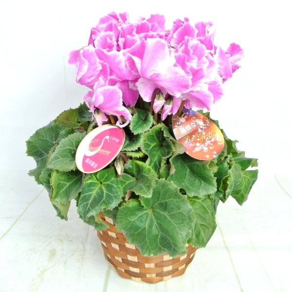 シクラメン ルチアシリーズ パープルフリンジ 5号底面給水鉢（AL