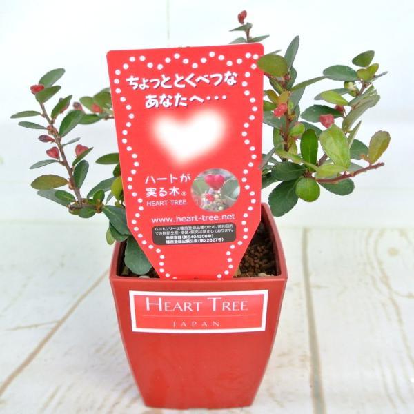 ハートツリー 4号鉢 ハート形のかわいらしい実をつける ハリツルマサキ ギフト プレゼント Buyee Buyee 日本の通販商品 オークションの代理入札 代理購入