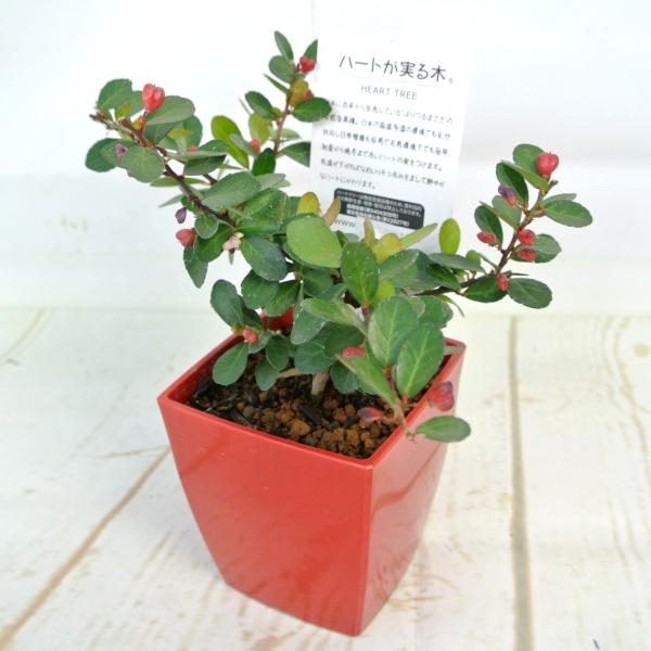 ハートツリー 4号鉢 ハート形のかわいらしい実をつける ハリツルマサキ ギフト プレゼント Buyee Buyee 日本の通販商品 オークションの代理入札 代理購入