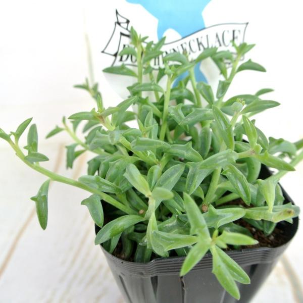 ドルフィンネックレス 多肉植物 超希少品種 3号ポット苗 セネキオ ペレグリヌス イルカの形をした多肉植物 イルカネックレス Buyee Buyee Japanese Proxy Service Buy From Japan Bot Online