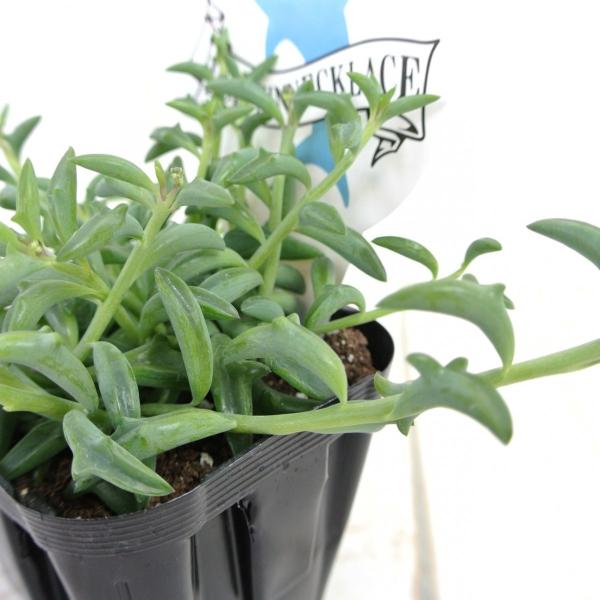 ドルフィンネックレス 多肉植物 超希少品種 3号ポット苗 セネキオ ペレグリヌス イルカの形をした多肉植物 イルカネックレス Buyee Buyee 日本の通販商品 オークションの代理入札 代理購入
