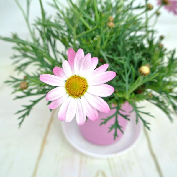 マーガレット スラッシュピンク 4号鉢 白からピンクに色が変わる 春のお花 Buyee Buyee Japanese Proxy Service Buy From Japan Bot Online