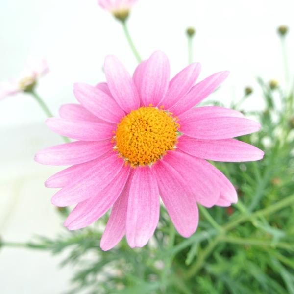 マーガレット スラッシュピンク 4号鉢 白からピンクに色が変わる 春のお花 Buyee Buyee 日本の通販商品 オークションの代理入札 代理購入