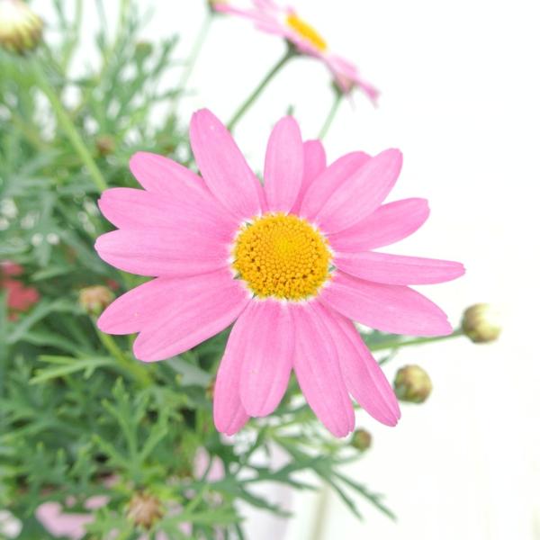 マーガレット スラッシュピンク 4号鉢 白からピンクに色が変わる 春のお花 Buyee Buyee 日本の通販商品 オークションの代理入札 代理購入