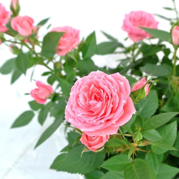 バラ チカ コルダナ 5号鉢 おしゃれな鉢カバー付 ギフト プレゼントに最適 送料無料 Buyee Buyee 日本の通販商品 オークションの代理入札 代理購入