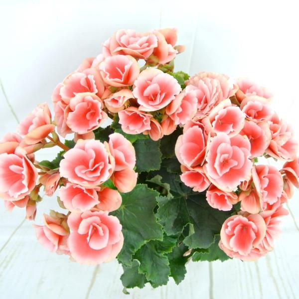 リーガースベゴニア ボリアス 5号鉢 底面給水鉢 エラチオールベゴニア かご付き Buyee Buyee 提供一站式最全面最专业现地yahoo Japan拍卖代bid代拍代购服务 Bot Online