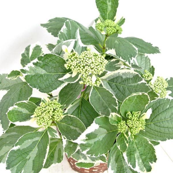 アジサイ あじさい 紫陽花 斑入り額あじさい 恋路ヶ浜 5号鉢 送料無料 希少品種 かご付き Buyee 日本代购平台 产品购物网站大全 Buyee一站式代购 Bot Online