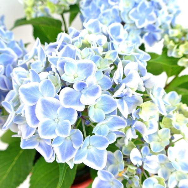 母の日 アジサイ ありがとう きれいなブルー 5号鉢 かご付き 送料無料 大人気品種 Mother S Day Buyee Buyee Japanese Proxy Service Buy From Japan Bot Online