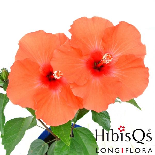 rose-factory_18051802