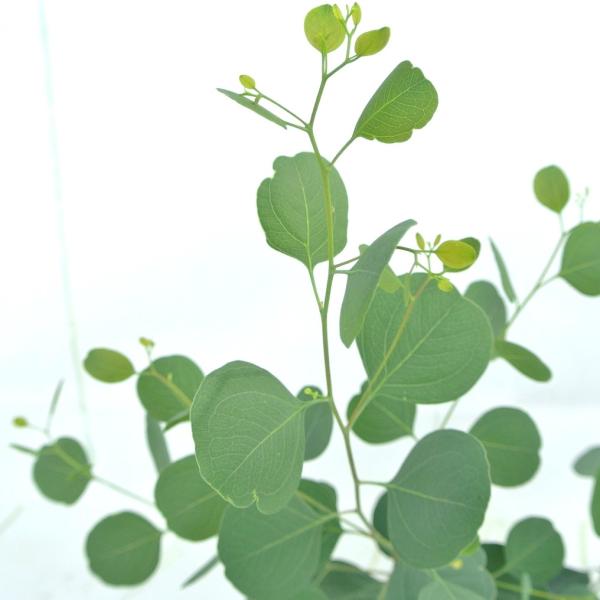 ユーカリ ポポラス 3 5号ポット苗 いい香り ハーブ ドライフラワー Buyee Servicio De Proxy Japones Buyee Compra En Japon