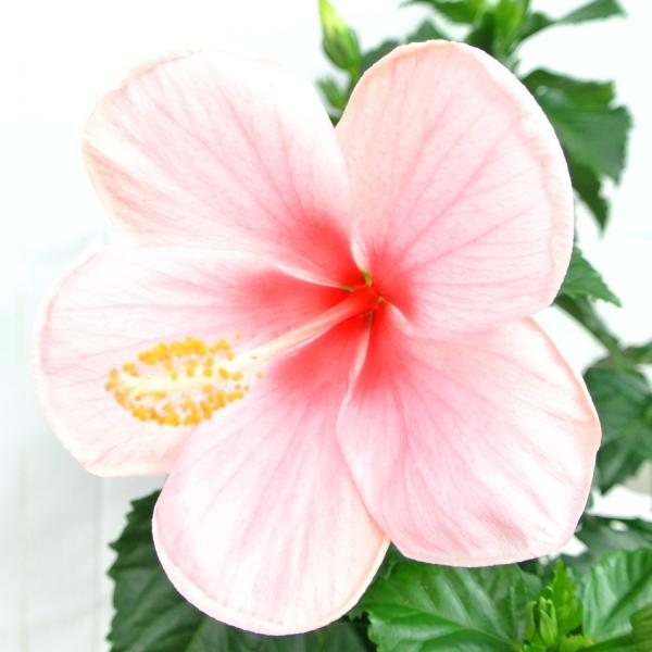 rose-factory_18062605