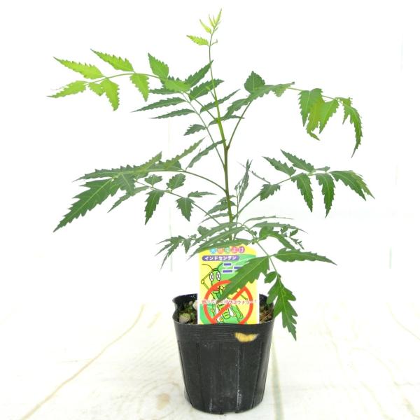 ミラクルニーム インドセンダン 奇跡の木 3号ポット苗 虫よけ 蚊よけ 害虫対策 観葉植物 Buyee Buyee Japanese Proxy Service Buy From Japan Bot Online