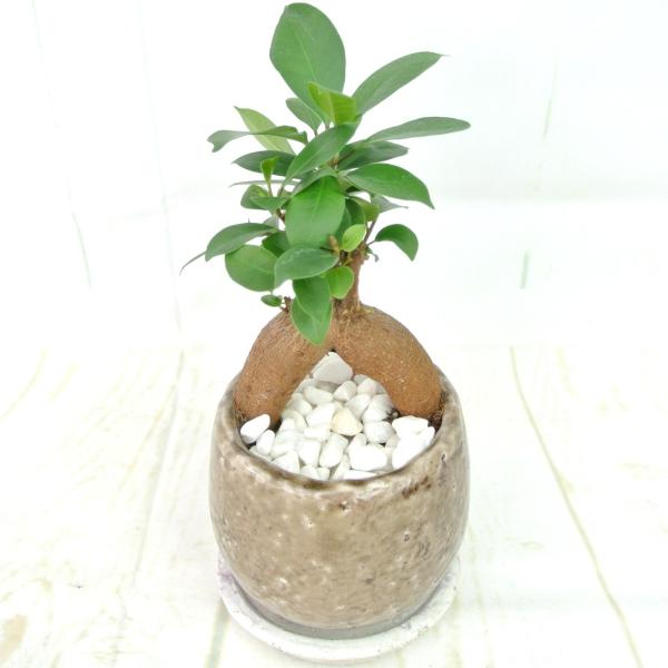 ガジュマル 送料無料 おしゃれな陶器鉢 ナチュラルブラウン 観葉植物 受け皿付 和スタイル 置くだけ Buyee Buyee 일본 통신 판매 상품 옥션의 대리 입찰 대리 구매 서비스