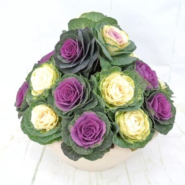 rose-factory_19010806