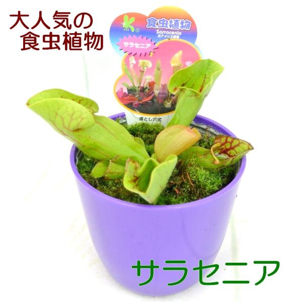 食虫植物　お知らせ用 おまかせ食虫植物 2.5~3号(3ポット) | チャーム
