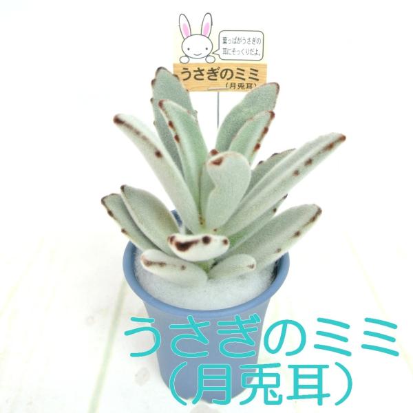 多肉寄せ植え✿うさぎさんの多肉畑 多肉寄せ植え✿うさぎさんの多肉畑