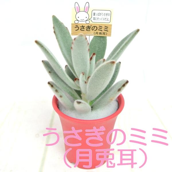 うさぎのミミ 月兎耳 つきとじ 多肉植物 2 5号おしゃれ鉢 レッド かわいい多肉植物 大人気 Rosefactory Net 通販 Yahoo ショッピング
