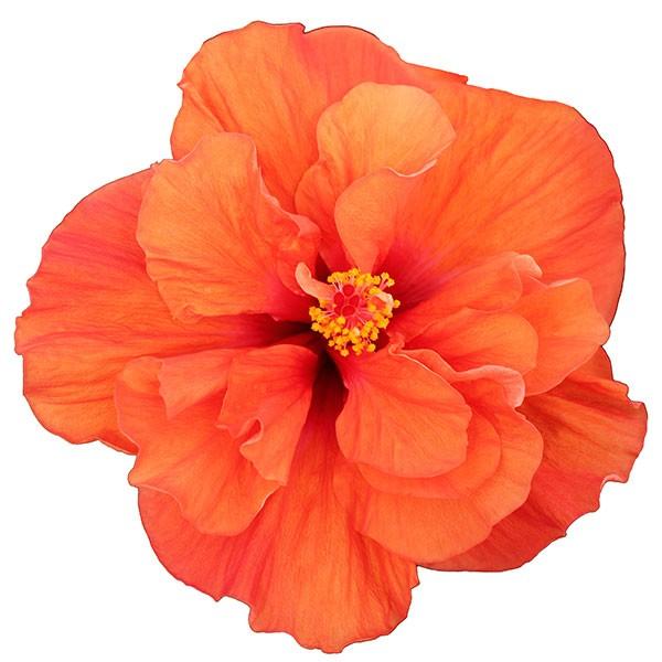 ハイビスカス Hibisqs アドニスダブルオレンジ 八重咲き オレンジ系 3 5号ポット苗 ロングライフシリーズ 長く咲く Rosefactory Net 通販 Yahoo ショッピング