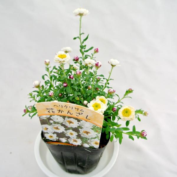 花かんざし ローダンテ アンテモイデス ヘリクリサム ペーパー カスケード 3号ポット Buyee Buyee 日本の通販商品 オークションの代理入札 代理購入