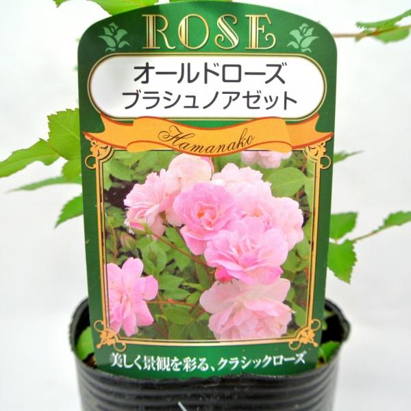 バラ苗 オールドローズ ブラッシュ ノアゼット 3 5号ロングポット ばら 新苗 四季咲き Rosefactory Net 通販 Yahoo ショッピング