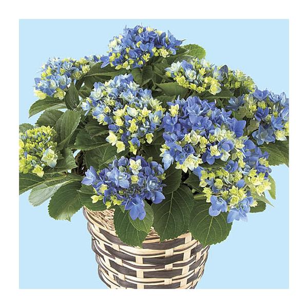 あじさい様用 母の日 アジサイ 星あつめ 島根オリジナル品種 八重咲き紫陽花