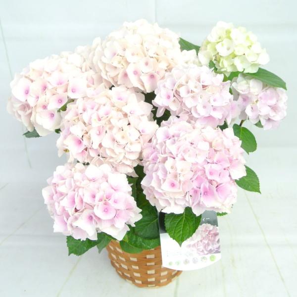 生花 アウトレットの人気商品 通販 価格比較 価格 Com