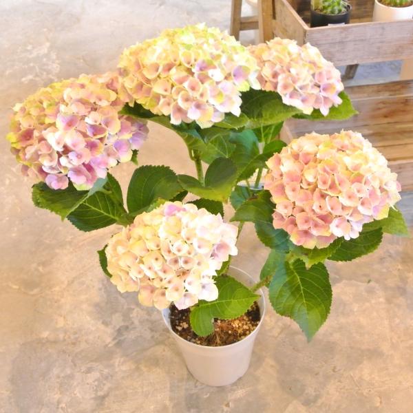 生花 アウトレットの人気商品 通販 価格比較 価格 Com