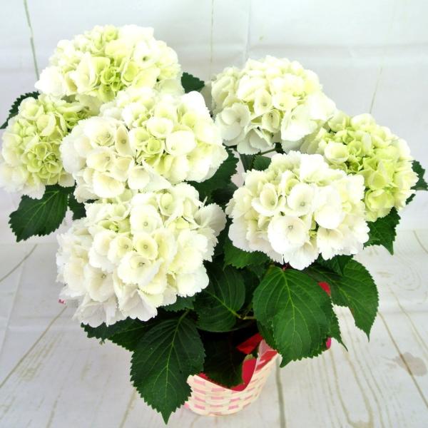 生花 アウトレットの人気商品 通販 価格比較 価格 Com