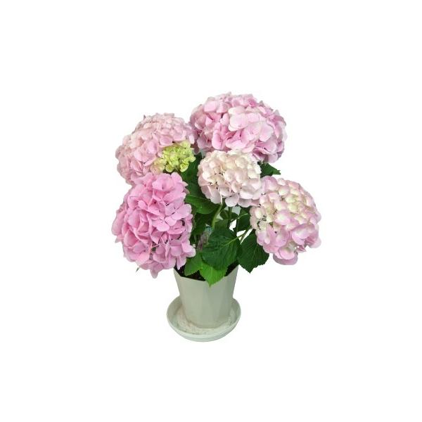 生花 アウトレットの人気商品 通販 価格比較 価格 Com