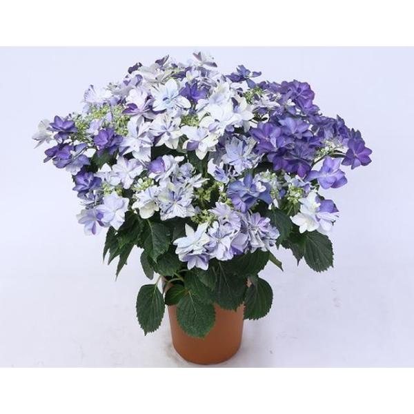 【来季用】　衣純千織　イズミチオリ 紫陽花 アジサイ 5年生 苗木 約40cm 来季用】 衣純千織 イズミチオリ 紫陽花 アジサイ 5年生 苗木 約